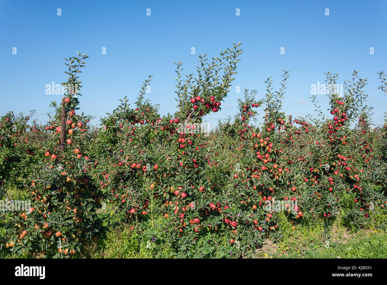 Rows of apple trees in orchard, near Ash Village, Kent, England, United