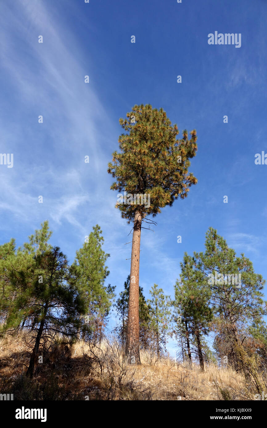 A Ponderosa Pine tree at Echo Ridge in the Lake Chelan Valley Stock