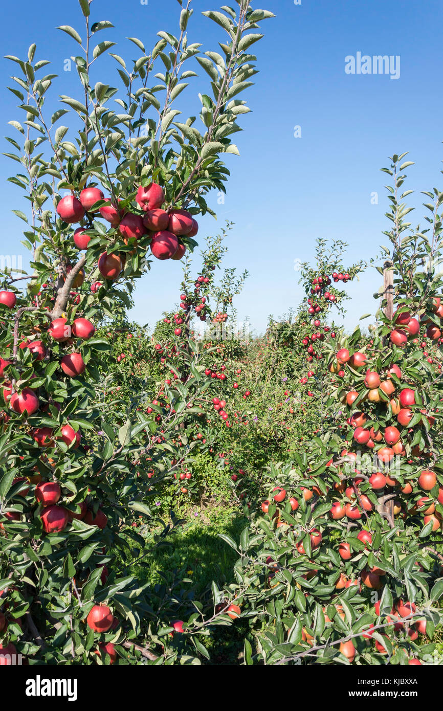 Rows of apple trees in orchard, near Ash Village, Kent, England, United