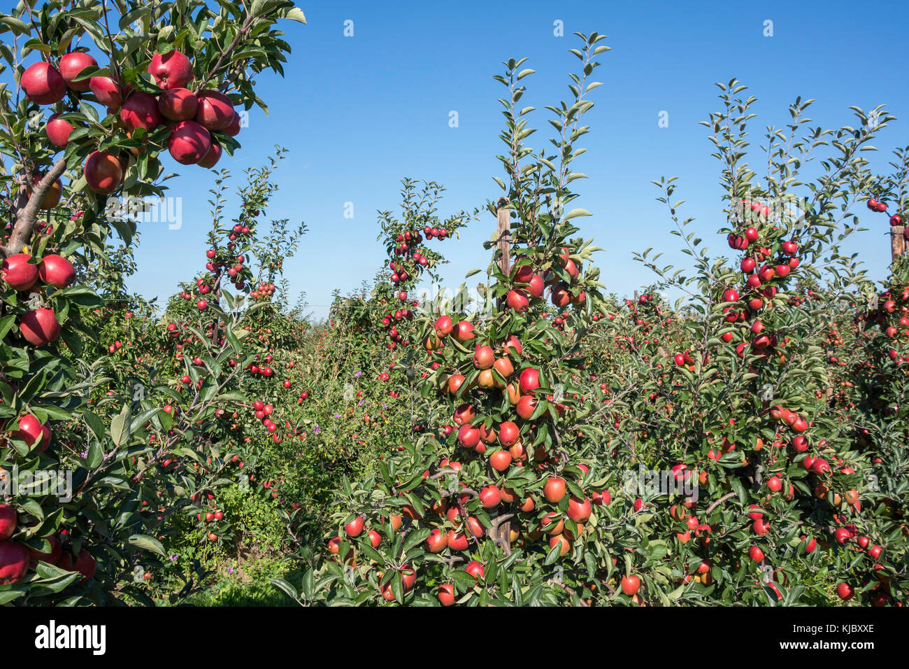 Rows of apple trees in orchard, near Ash Village, Kent, England, United