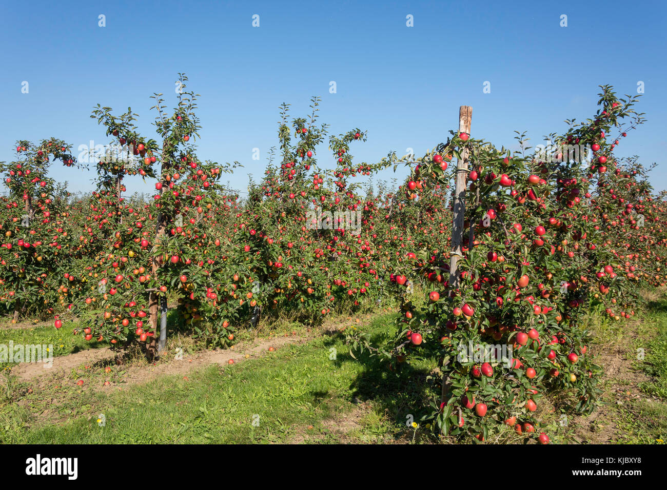 Rows of apple trees in orchard, near Ash Village, Kent, England, United