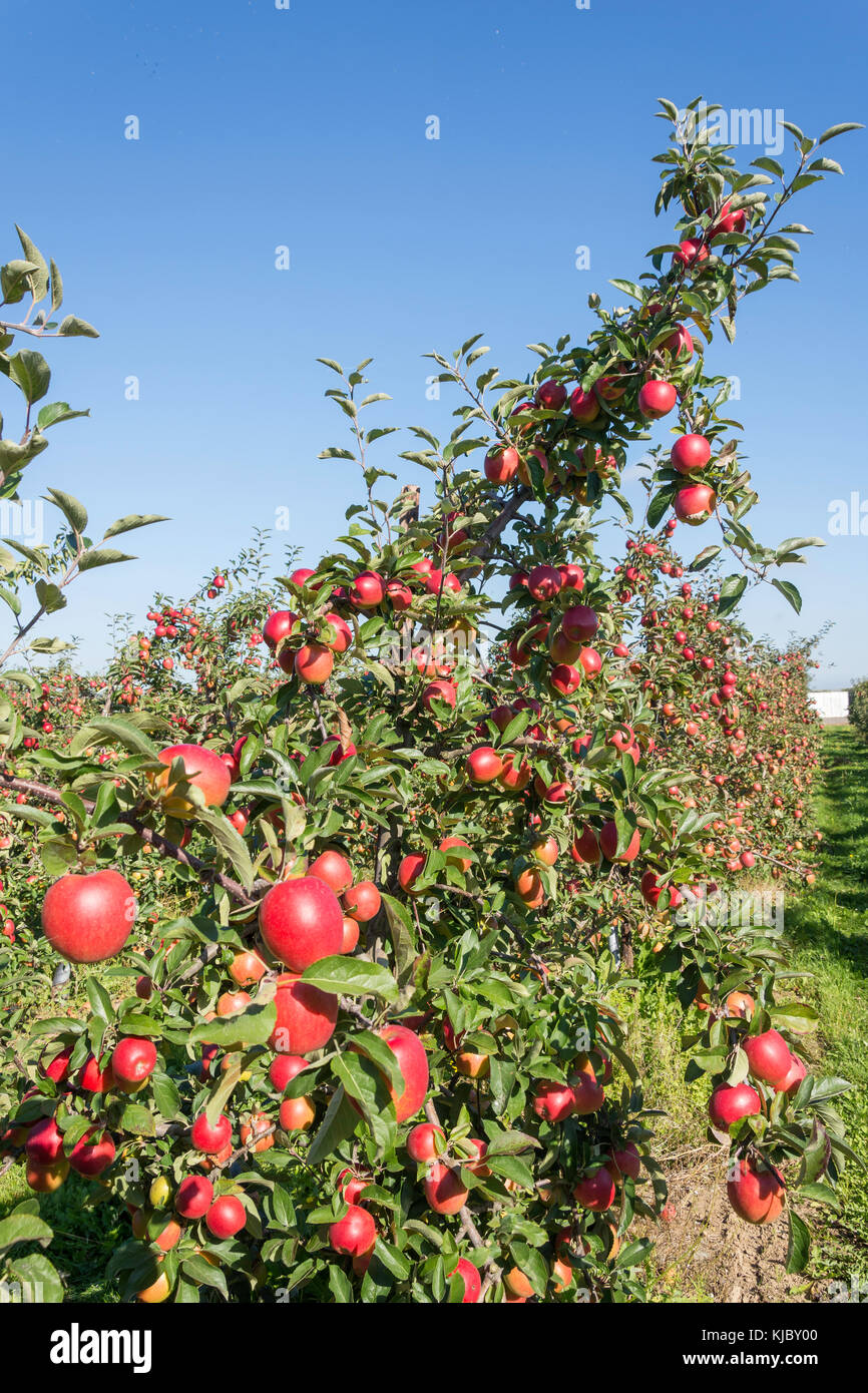Rows of apple trees in orchard, near Ash Village, Kent, England, United