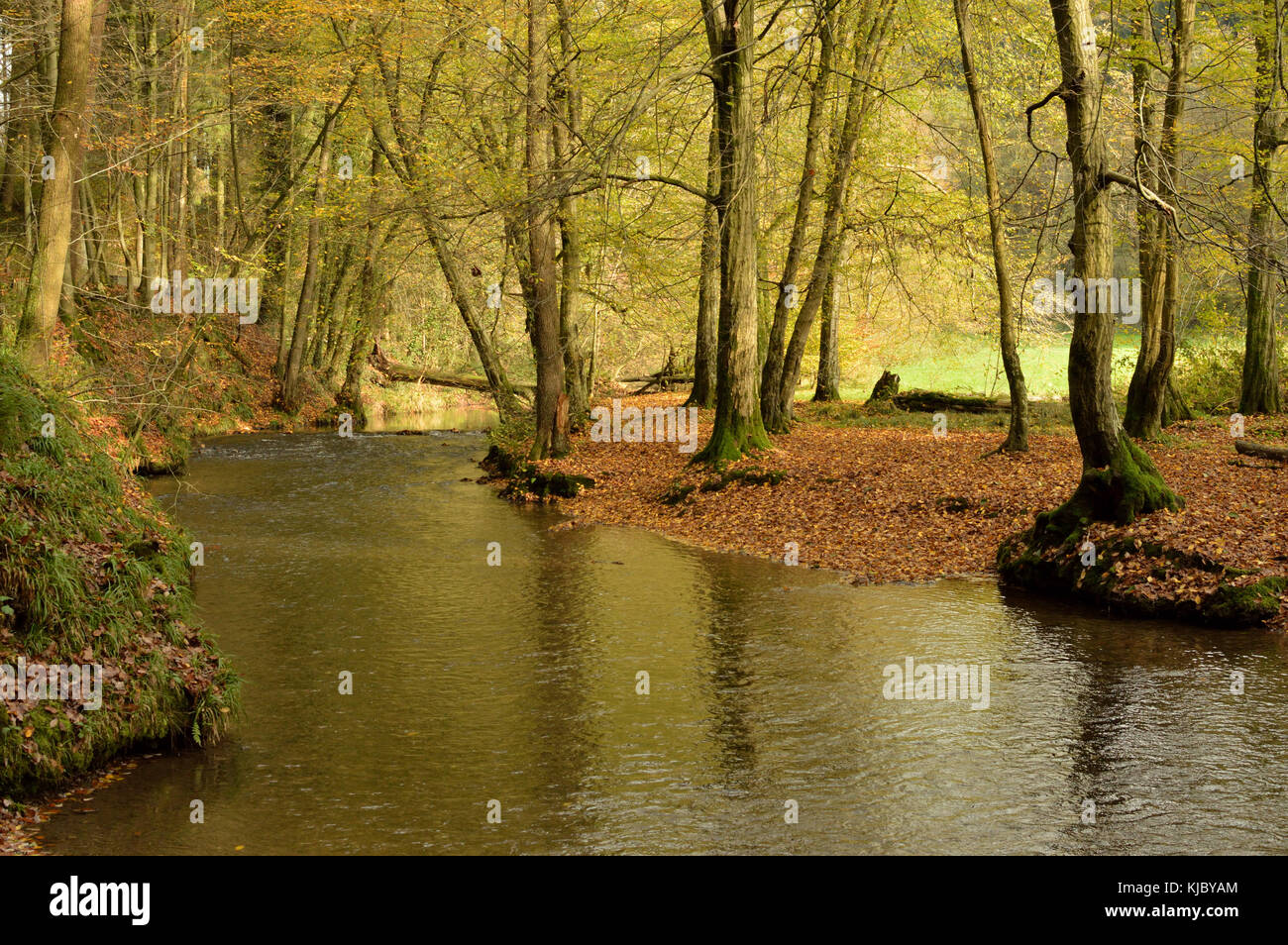 Trees Northern Rivers River through forest trees hi-res stock photography and images - Alamy