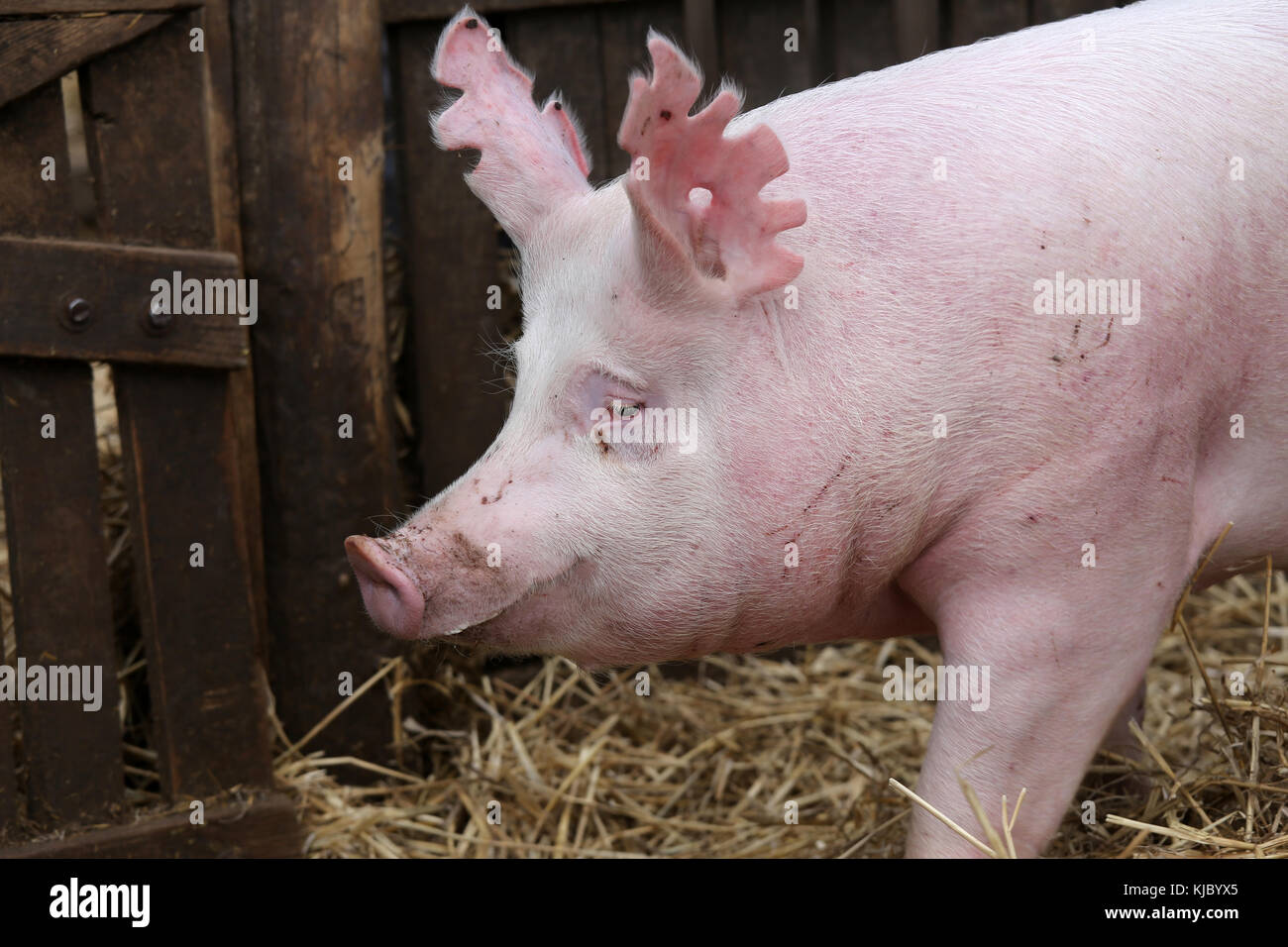 Pig muzzle extreme close up in the pig pen Stock Photo Alamy