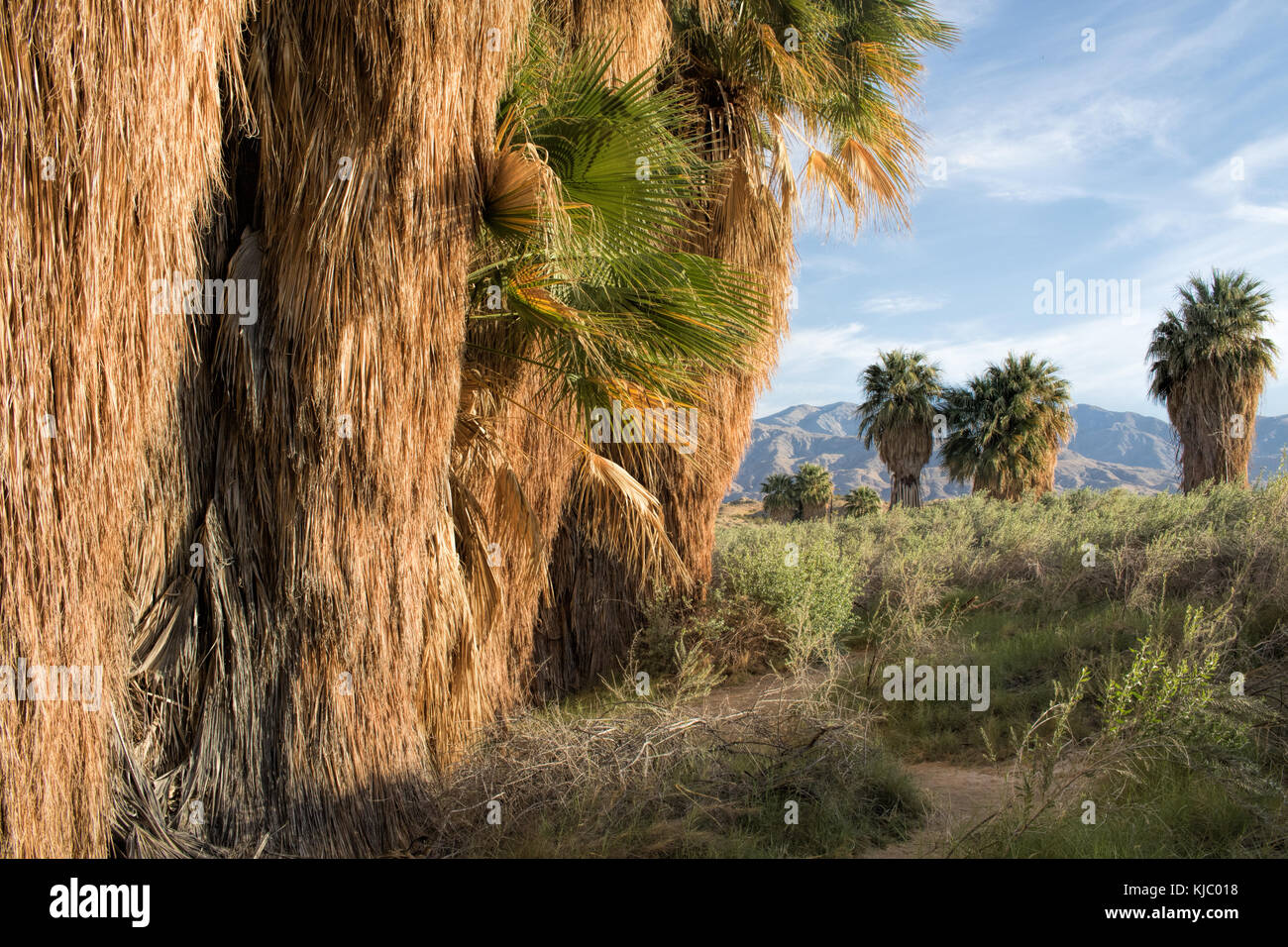 Thousand Palms Oasis Preserve, in the Coachella Valley, Riverside