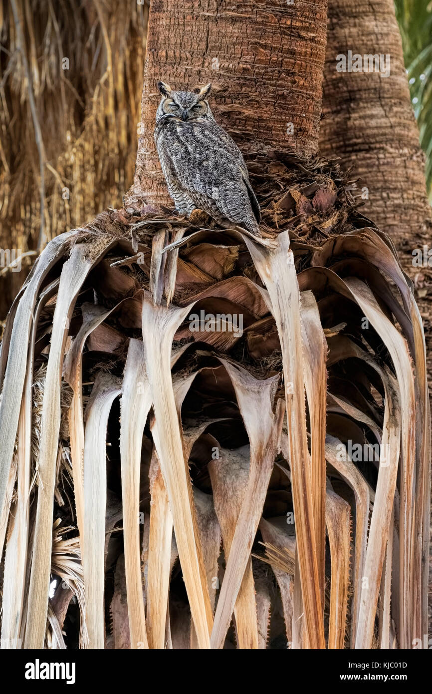 Great Horned Owl in palm tree, Coachella Valley Preserve, Riverside County, California Stock Photo