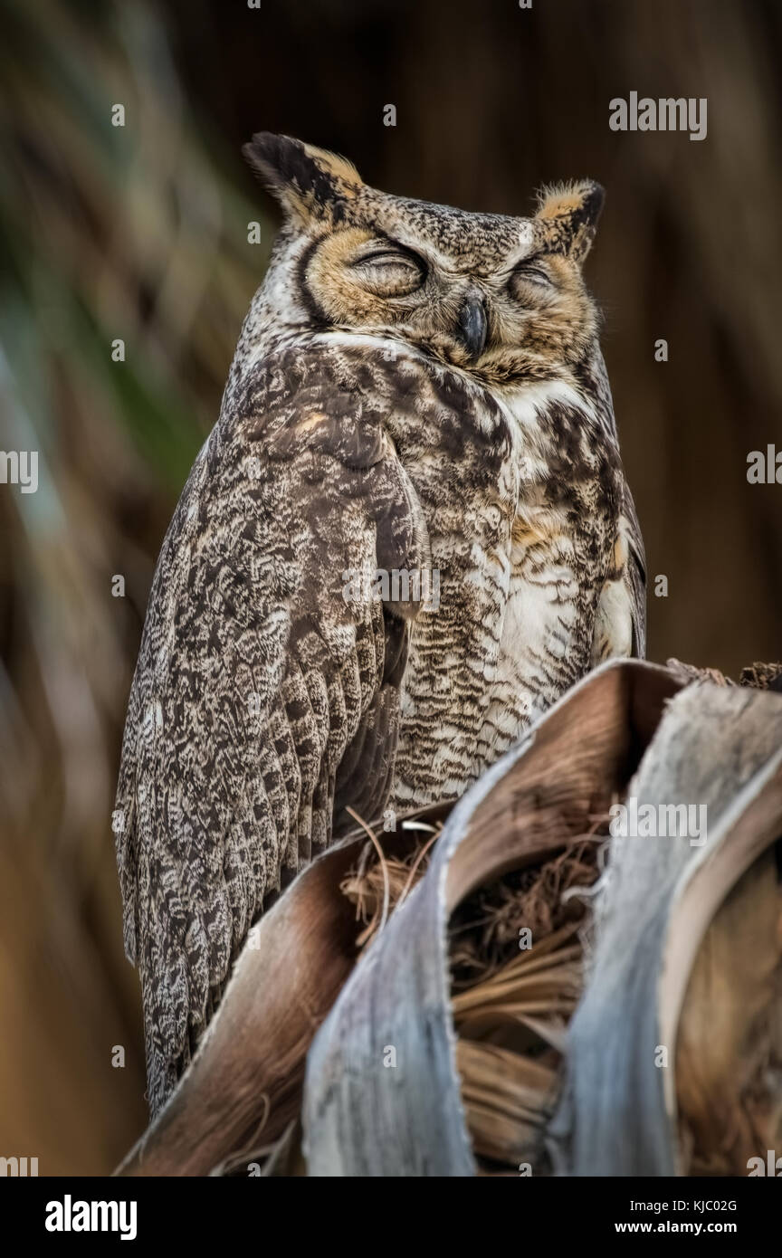 Great Horned Owl in palm tree, Coachella Valley Preserve, Riverside