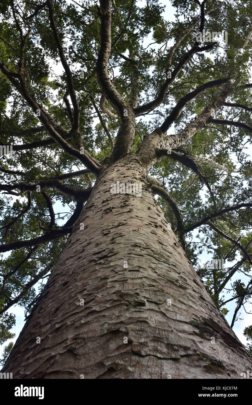 Massive Trunk Stock Photos & Massive Trunk Stock Images Alamy