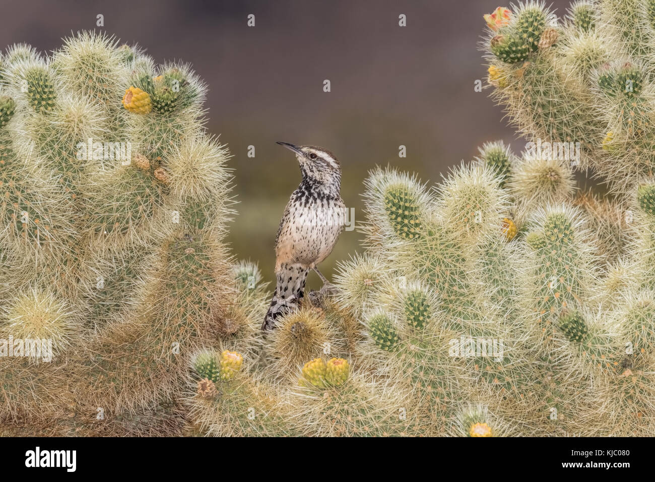 Cholla Cactus Animal High Resolution Stock Photography And Images Alamy Cholla Cactus Animal High Resolution Stock Photography And Images Alamy