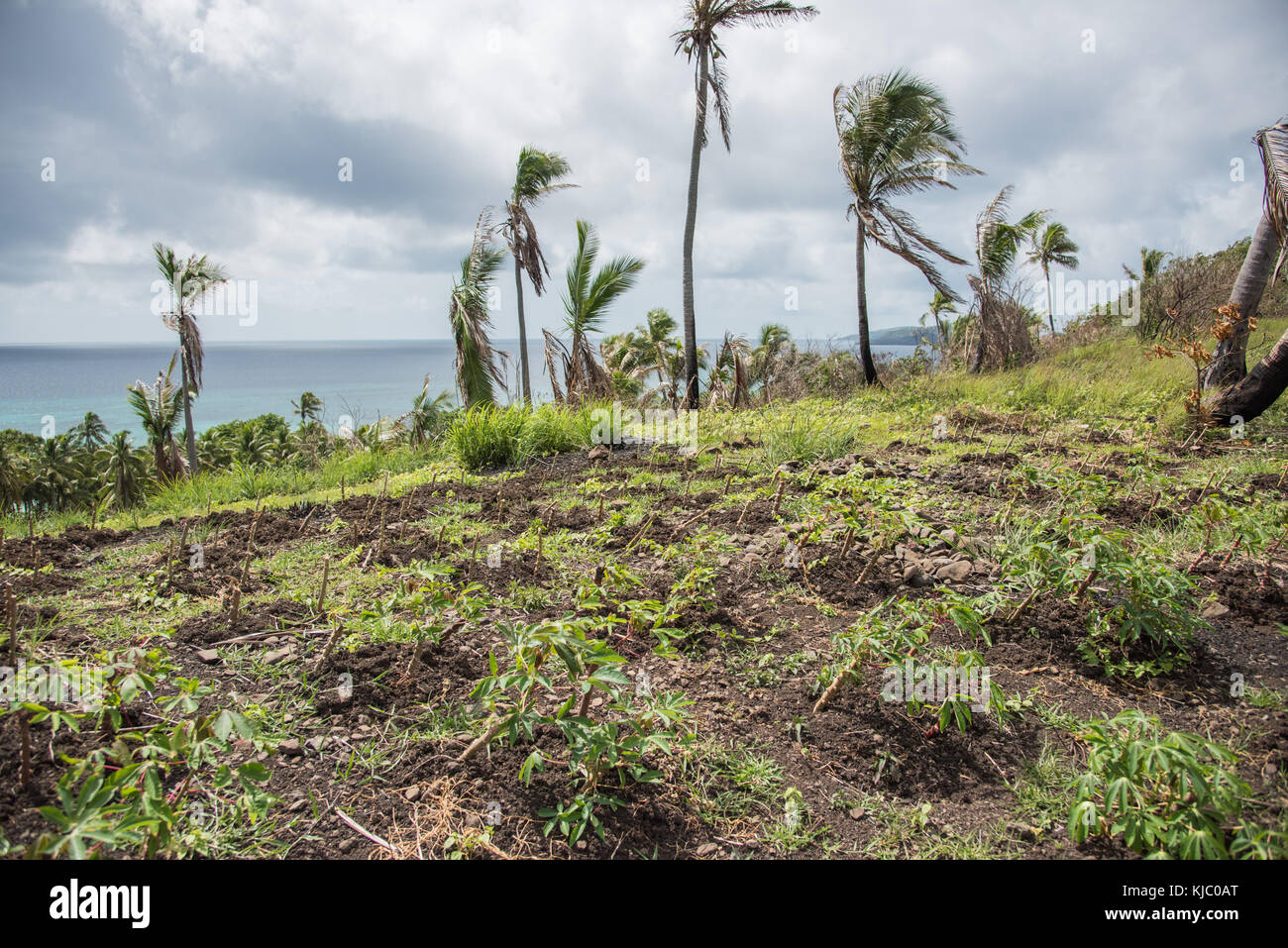 Storm cloud, Pacific Ocean and tropical flora with fresh garden planting on Dravuni Island, Fiji Stock Photo