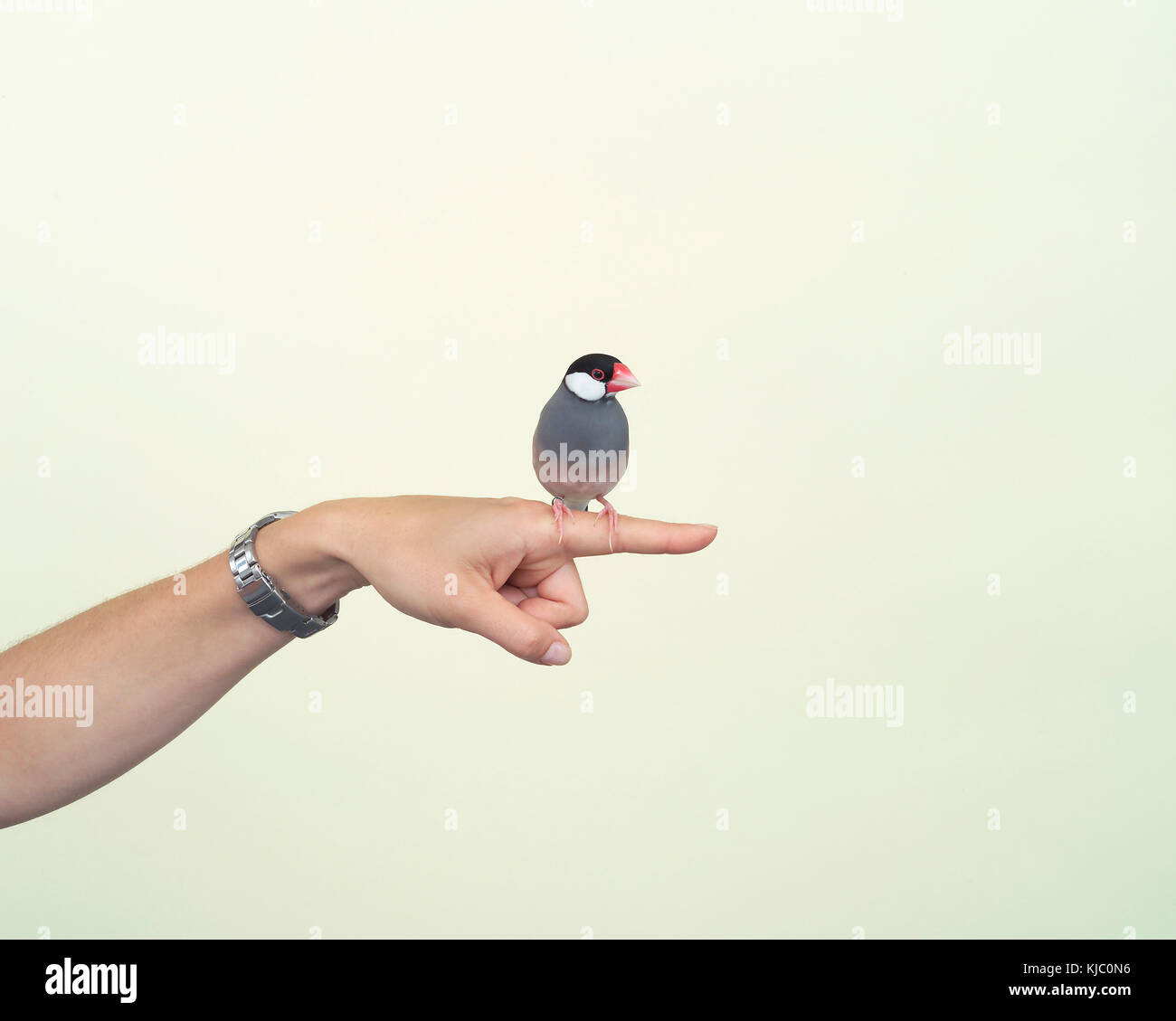 Java Sparrow on Woman's Finger Stock Photo - Alamy
