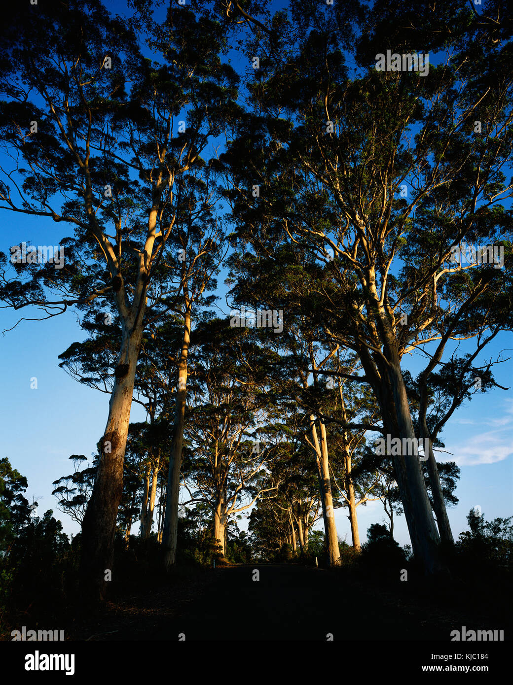 Tingle Trees, Western Australia, Australia Stock Photo Alamy