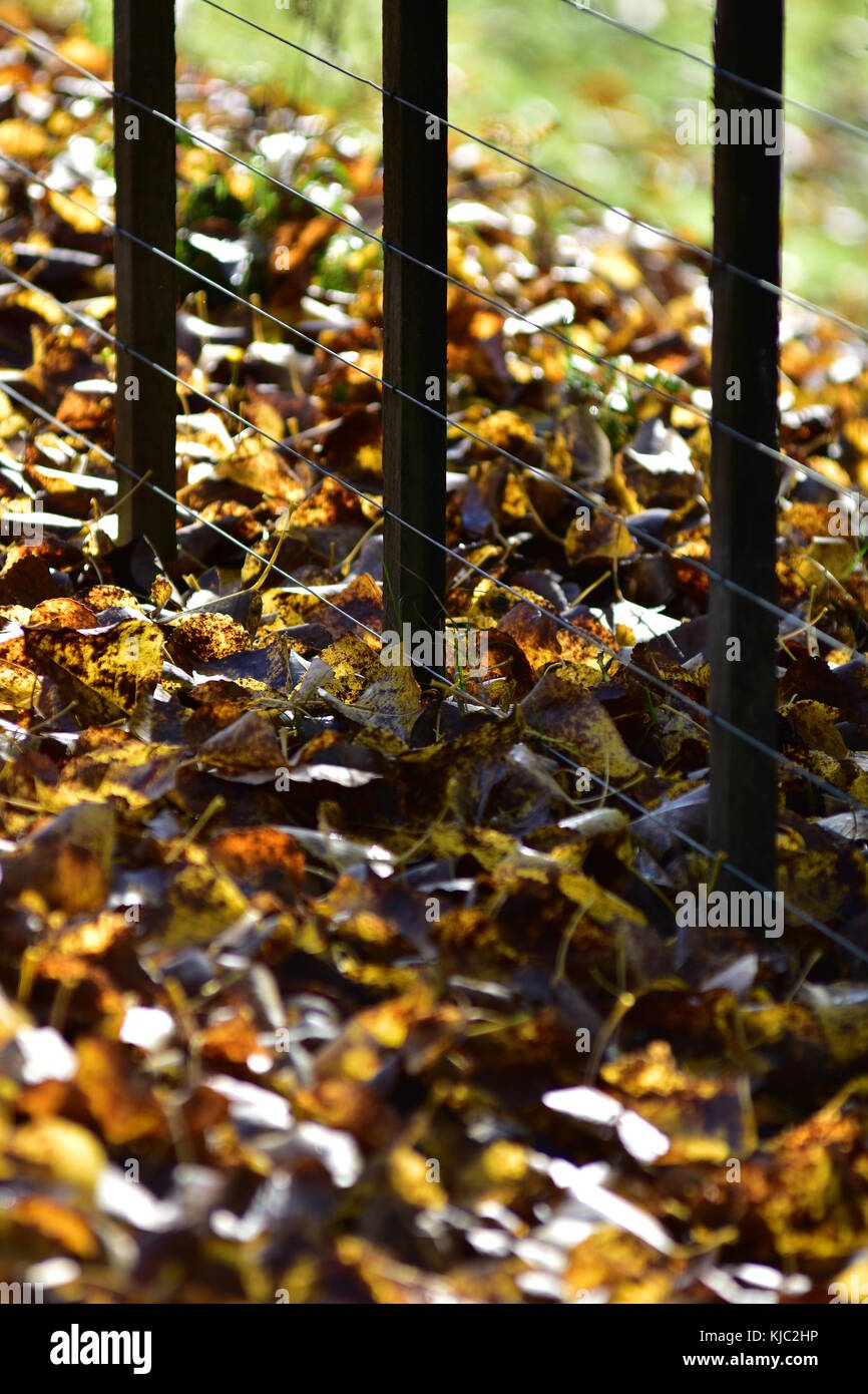 Yellow and brown leaves on ground along wire cattle fence in autumn. Stock Photo