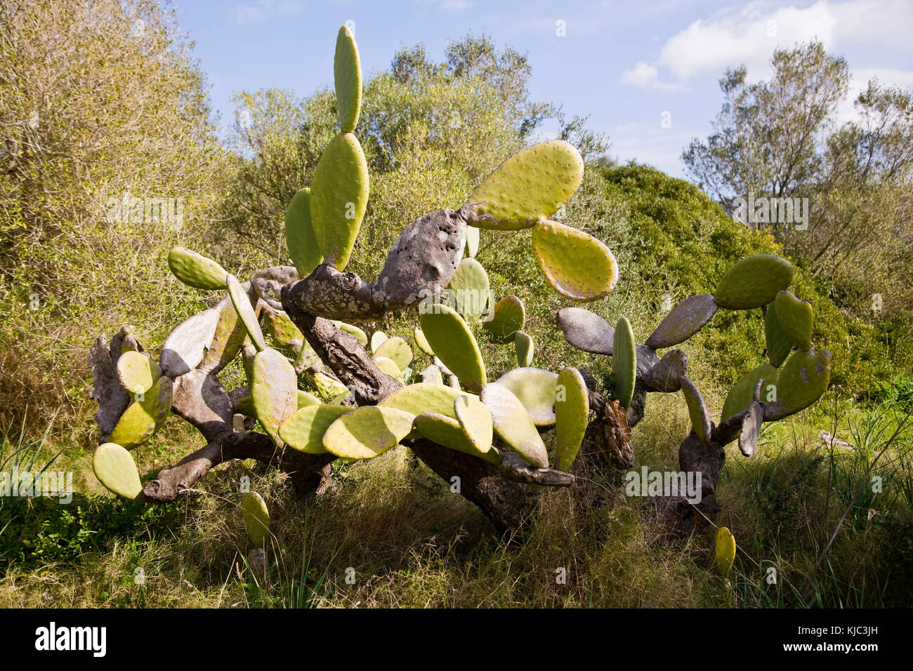 Cactus, Mallorca, Spain Stock Photo