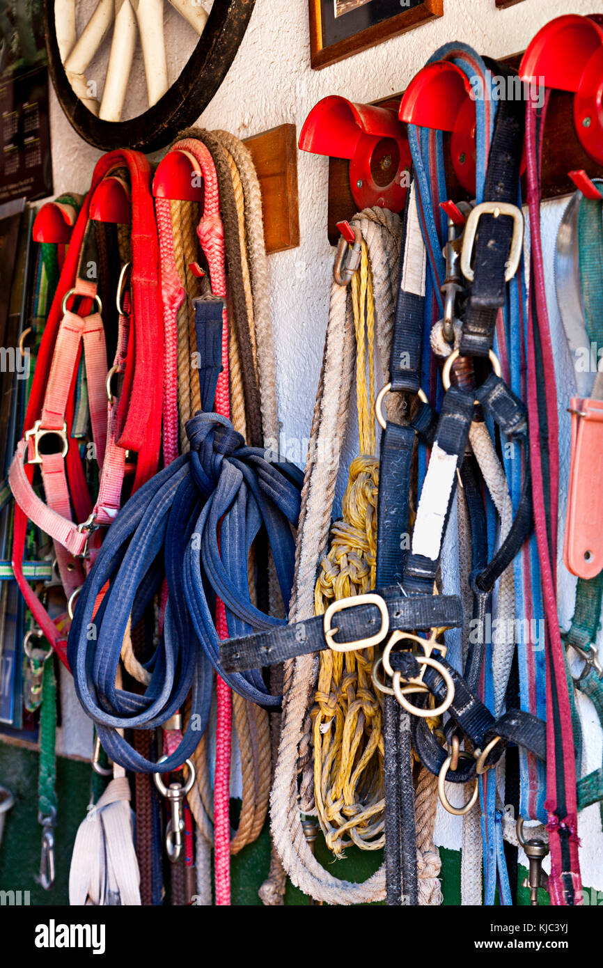 Horse Tack Hanging on Hooks Stock Photo Alamy