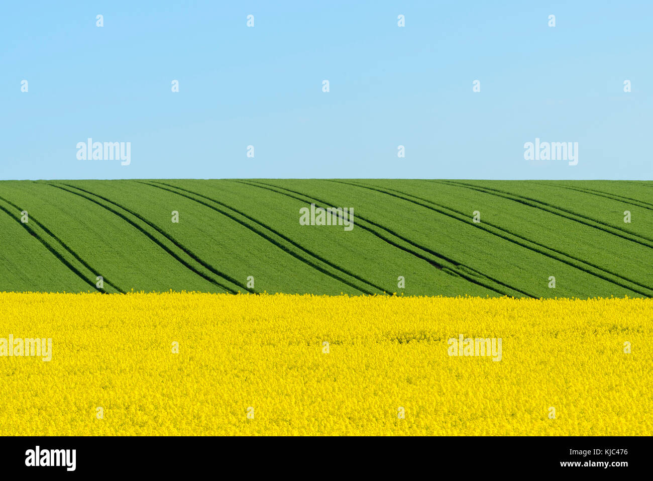 Countryside with Canola and Grain Fields in Spring, Birkenfeld ...