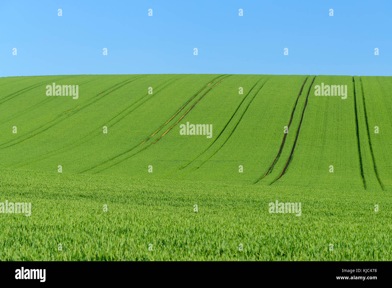 Countryside with Grain Field in Spring, Birkenfeld, Franconia, Bavaria ...