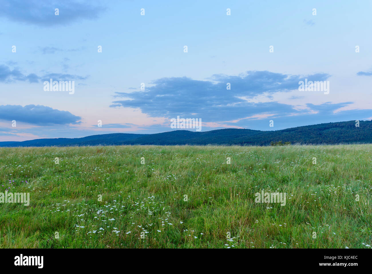 Meadow at dusk in summer at Roellbach in the Spessart hills in Bavaria, Germany Stock Photo