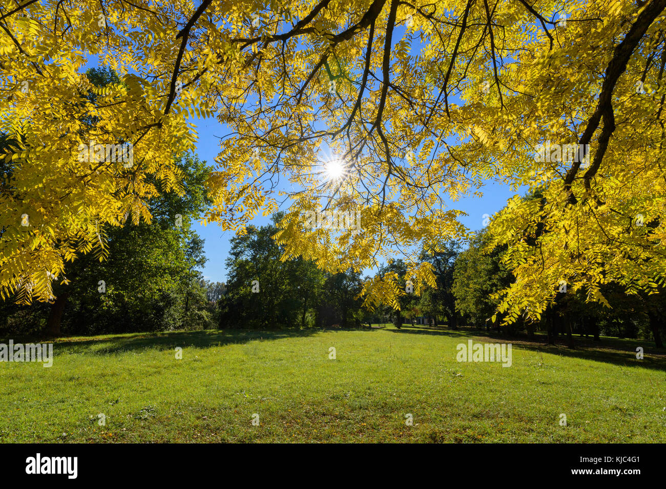 A field with sun shining through ash tree (Fraxinus) leaves in autumn in Bavaria, Germany Stock Photo