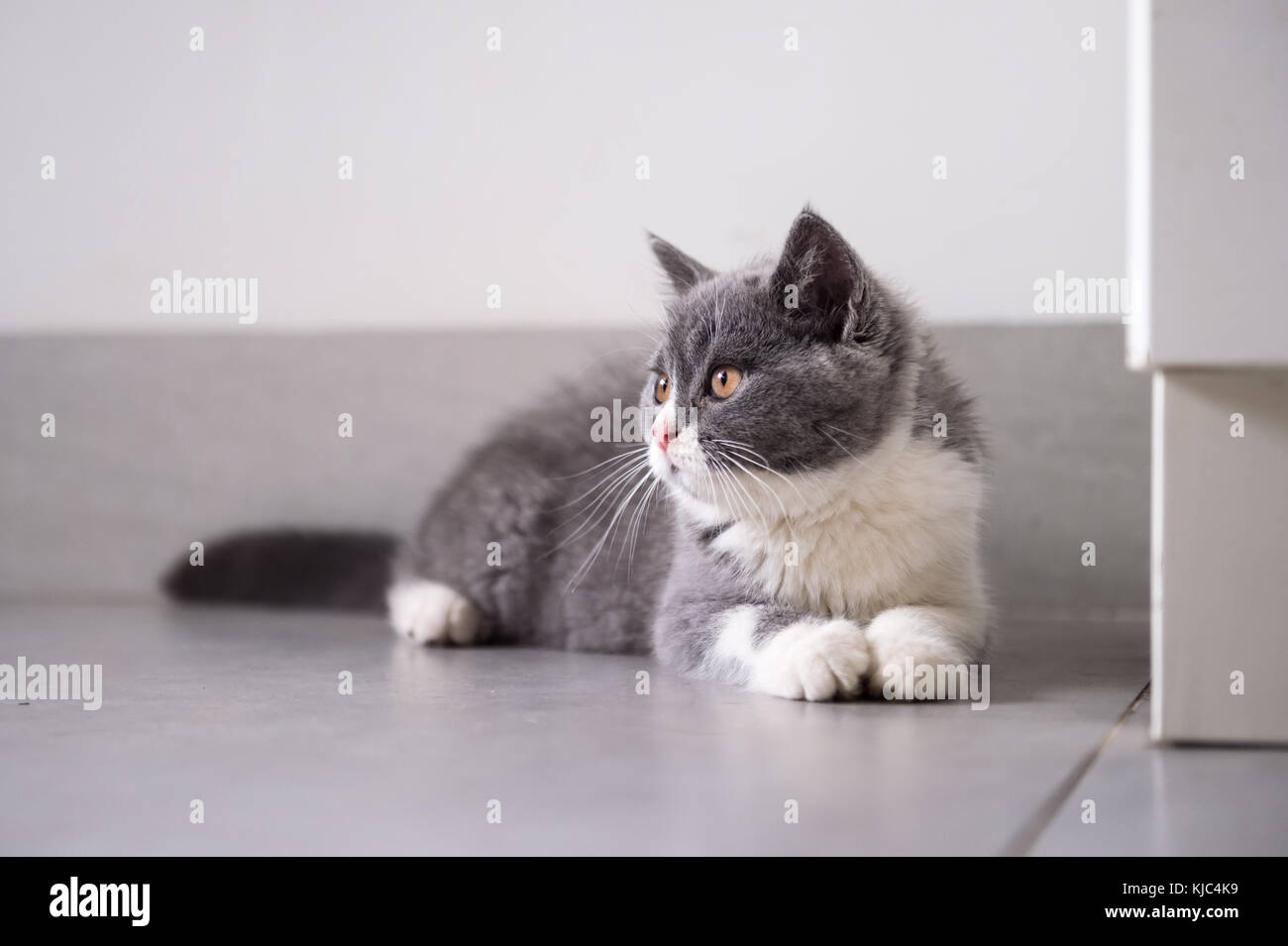 Gray cat lying on the floor Stock Photo - Alamy