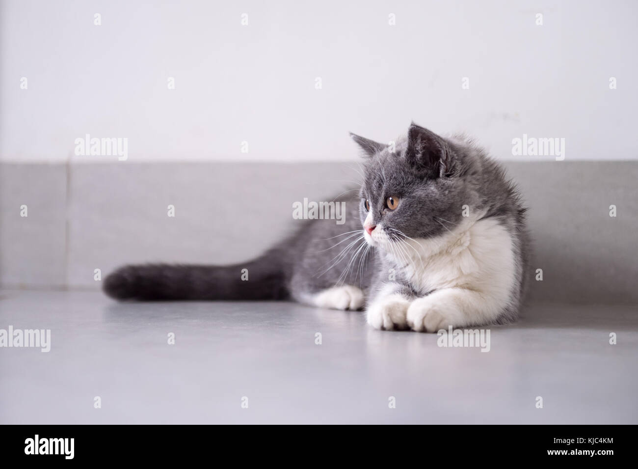 Gray cat lying on the floor Stock Photo - Alamy