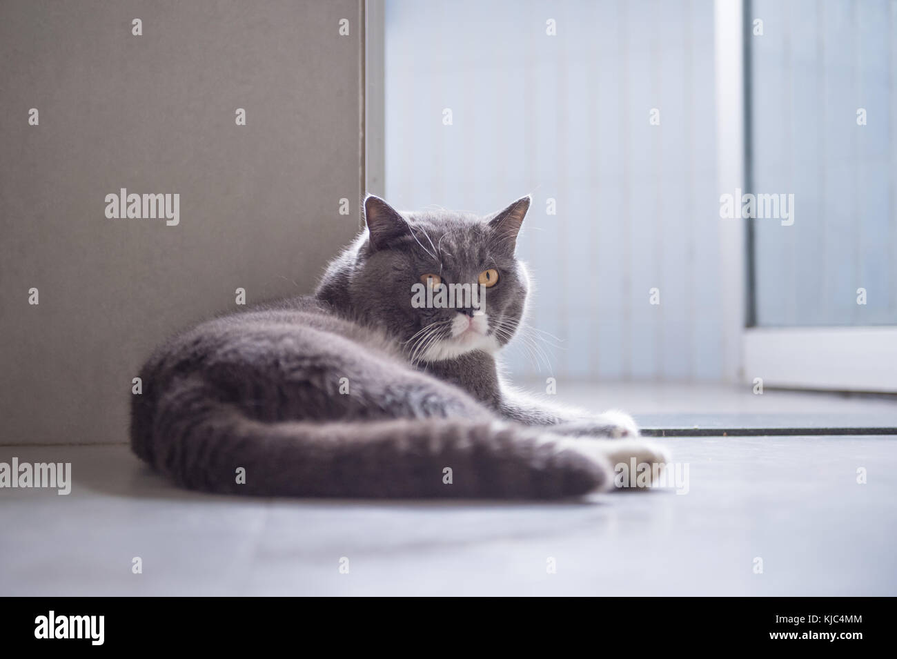 Gray cat lying on the floor Stock Photo - Alamy