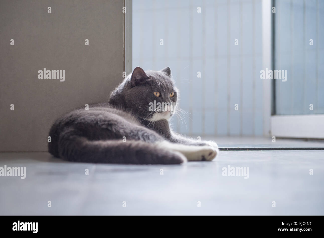 Gray cat lying on the floor Stock Photo - Alamy