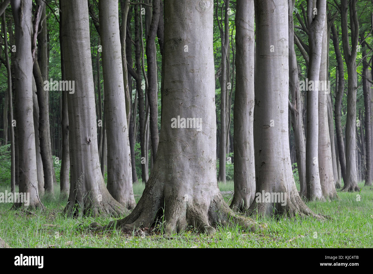 Beech Tree Section Low section of tree trunks in a beech tree (Fagus sylvatica) forest in ...
