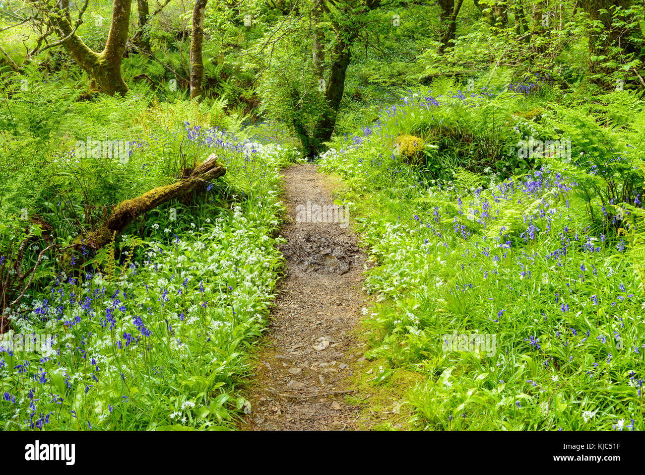 Spring Forest Pathway Pathway through spring forest with bear's garlic and bluebells near ...