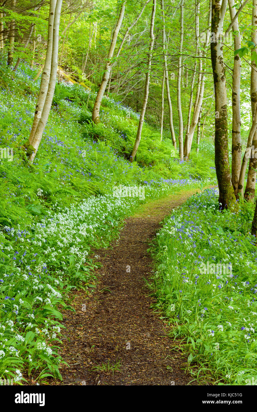 Spring Forest Pathway Pathway through spring forest with bear's garlic and bluebells near ...