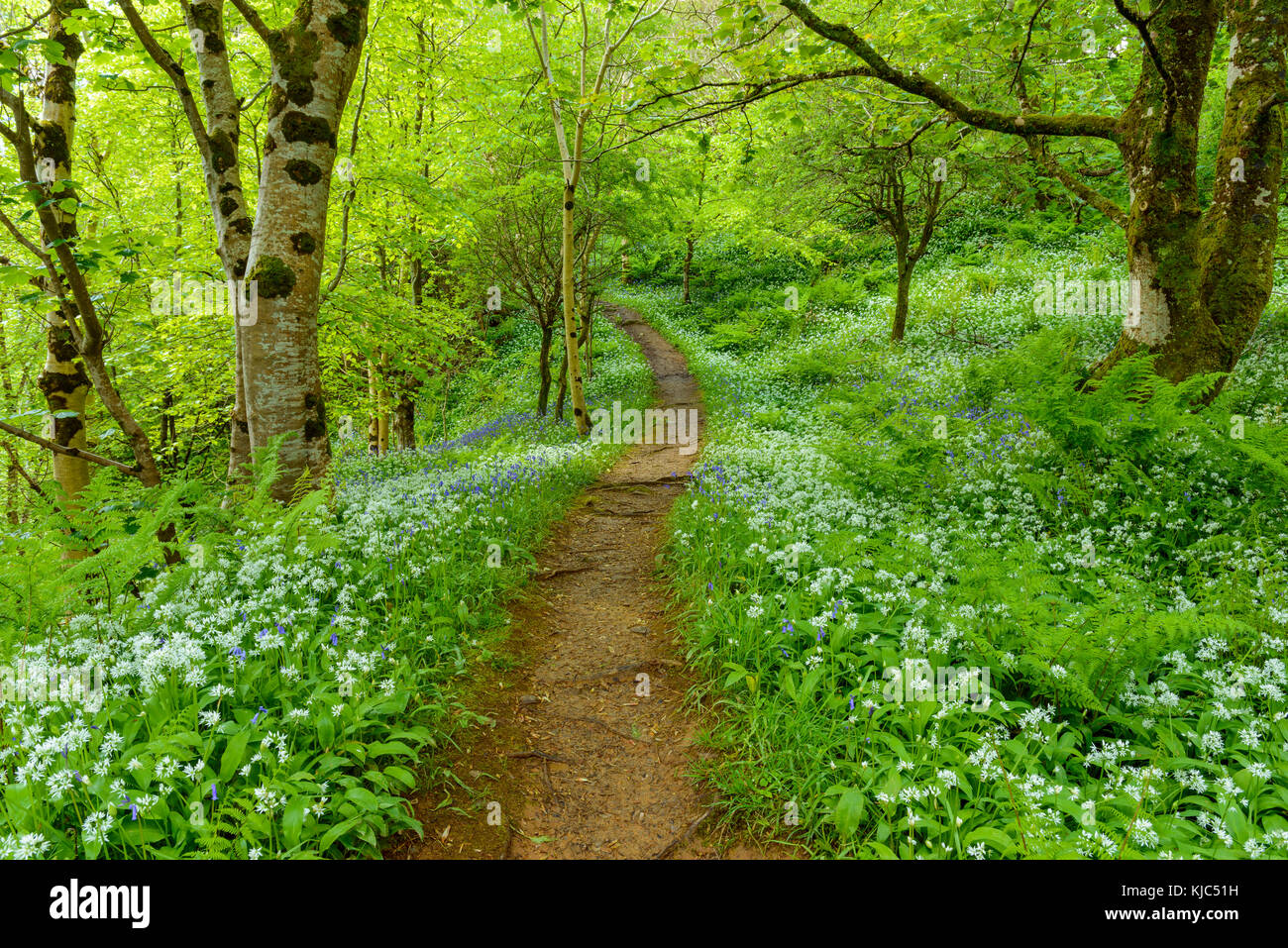 Spring Forest Pathway Pathway through spring forest with bear's garlic and bluebells near ...