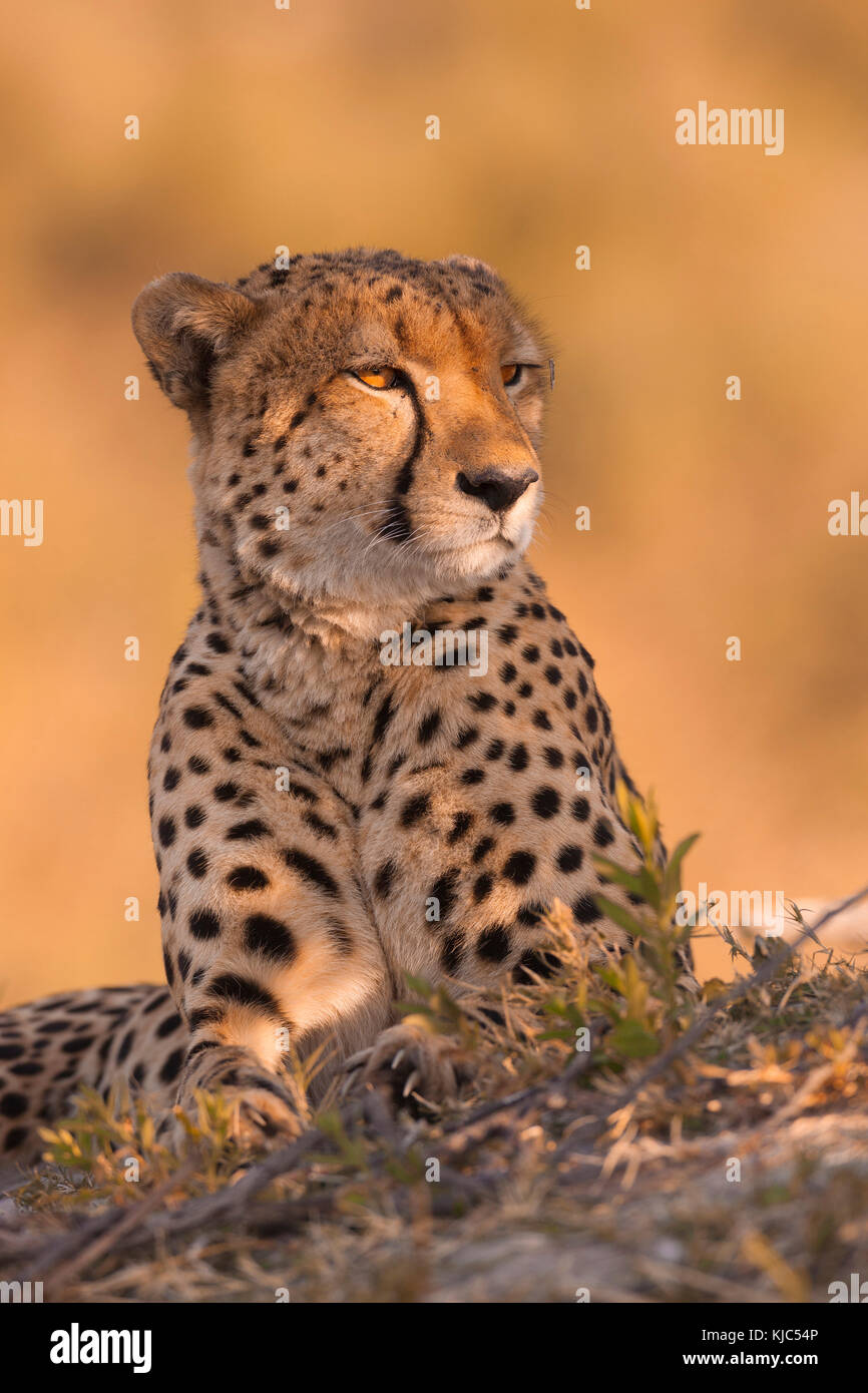 Portrait of a cheetah (Acinonyx jubatus) lying on the ground at the Okavango Delta in Botswana, Africa Stock Photo