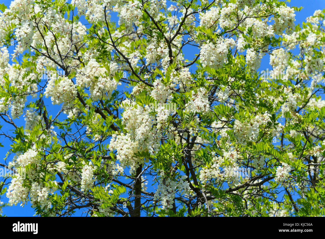 Close Up Of Black Locust Tree Robinia Pseudoacacia In Full Bloom On A Spring Sunny Day At Lake Neusiedl Burgenland Austria Stock Photo Alamy Close Up Of Black Locust Tree Robinia Pseudoacacia In Full Bloom On A Spring Sunny Day At Lake Neusiedl Burgenland Austria Stock Photo Alamy
