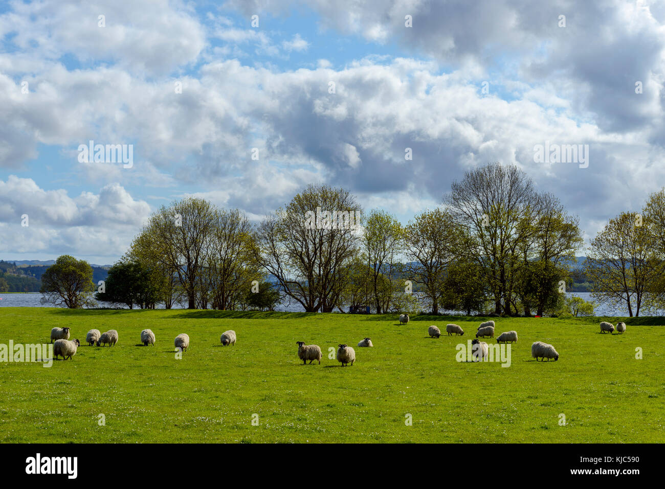 Blackface Sheep herd grazing in meadow beside Loch Awe in Scotland Stock Photo