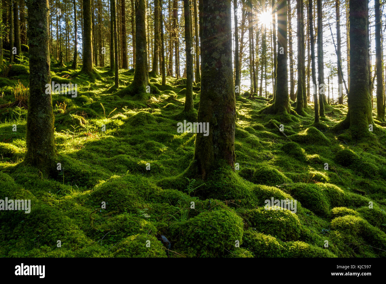 Moss covered ground and tree trunks in a conifer forest with the sun shining through at Loch Awe in Argyll and Bute in Scotland Stock Photo