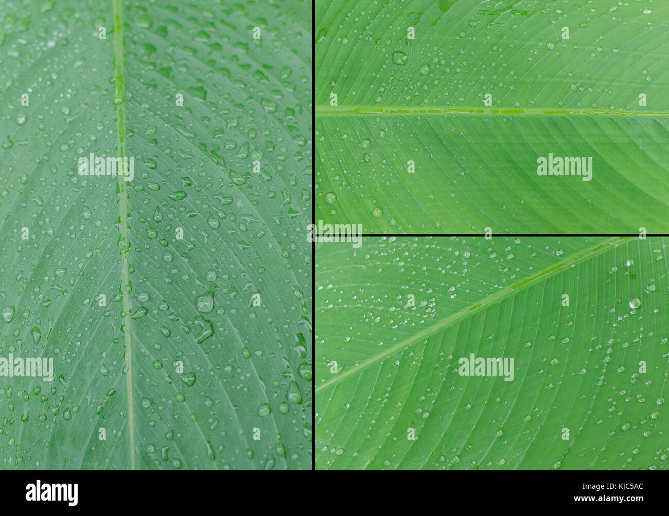 close up green leaf texture Stock Photo - Alamy