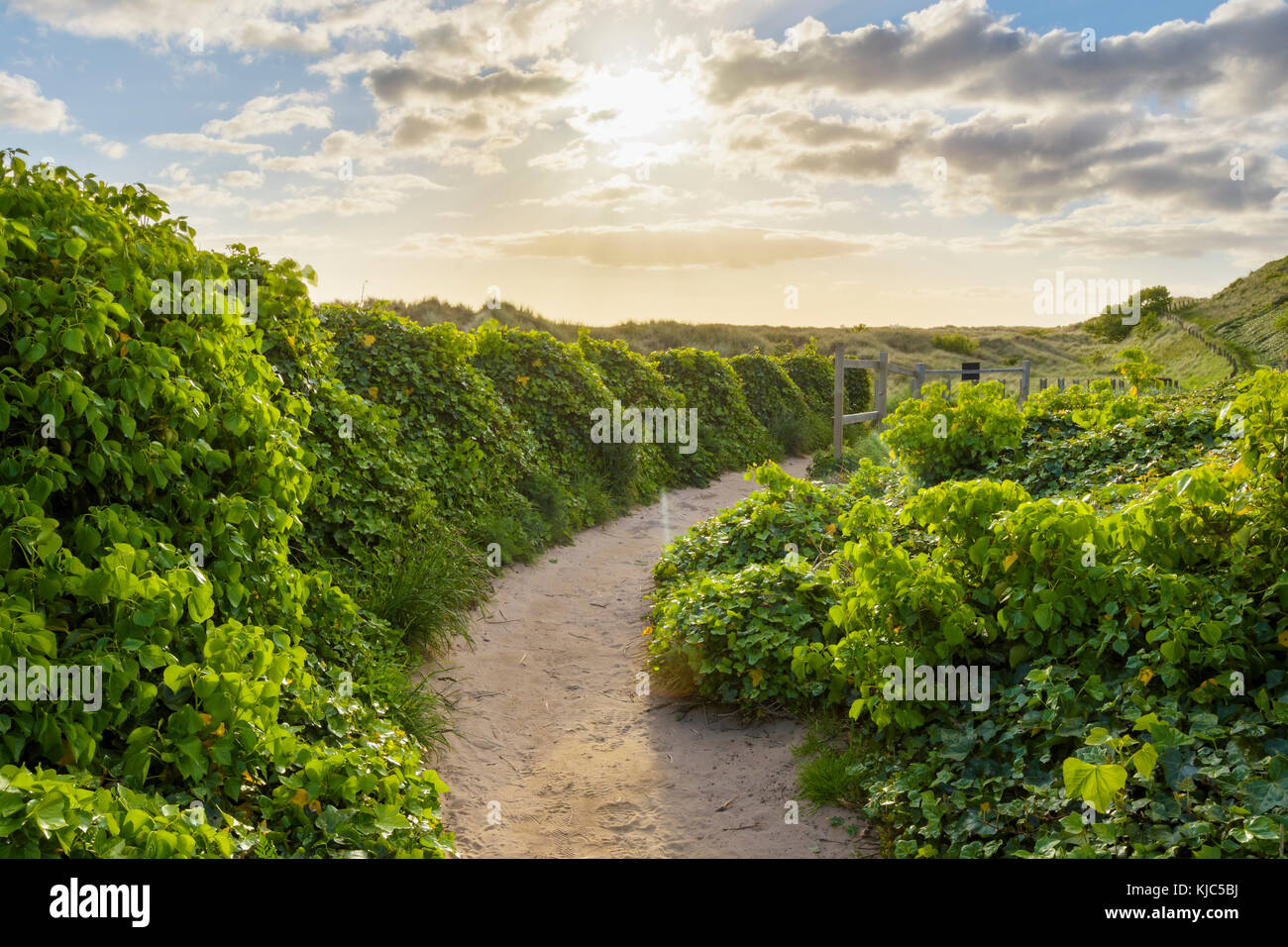 Sunny morning with a pathway lined with ivy plants next to the sand dunes at Bamburgh in Northumberland, England, United Kingdom Stock Photo