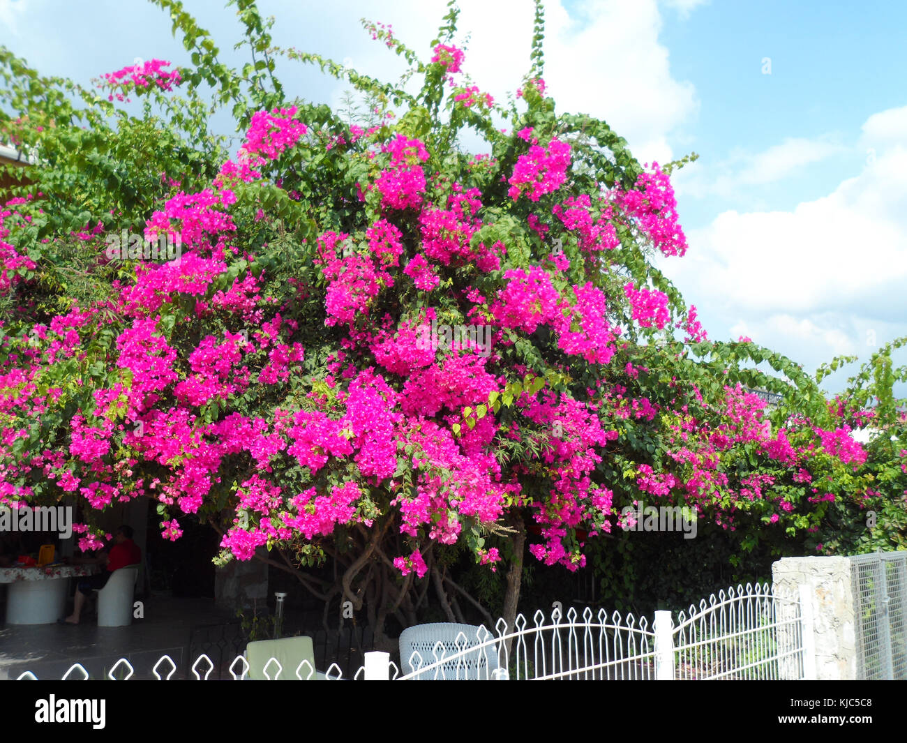 Bougainvillea ornamental flowering shrub taken at Marmaris, Mugla province, Turkey Stock Photo