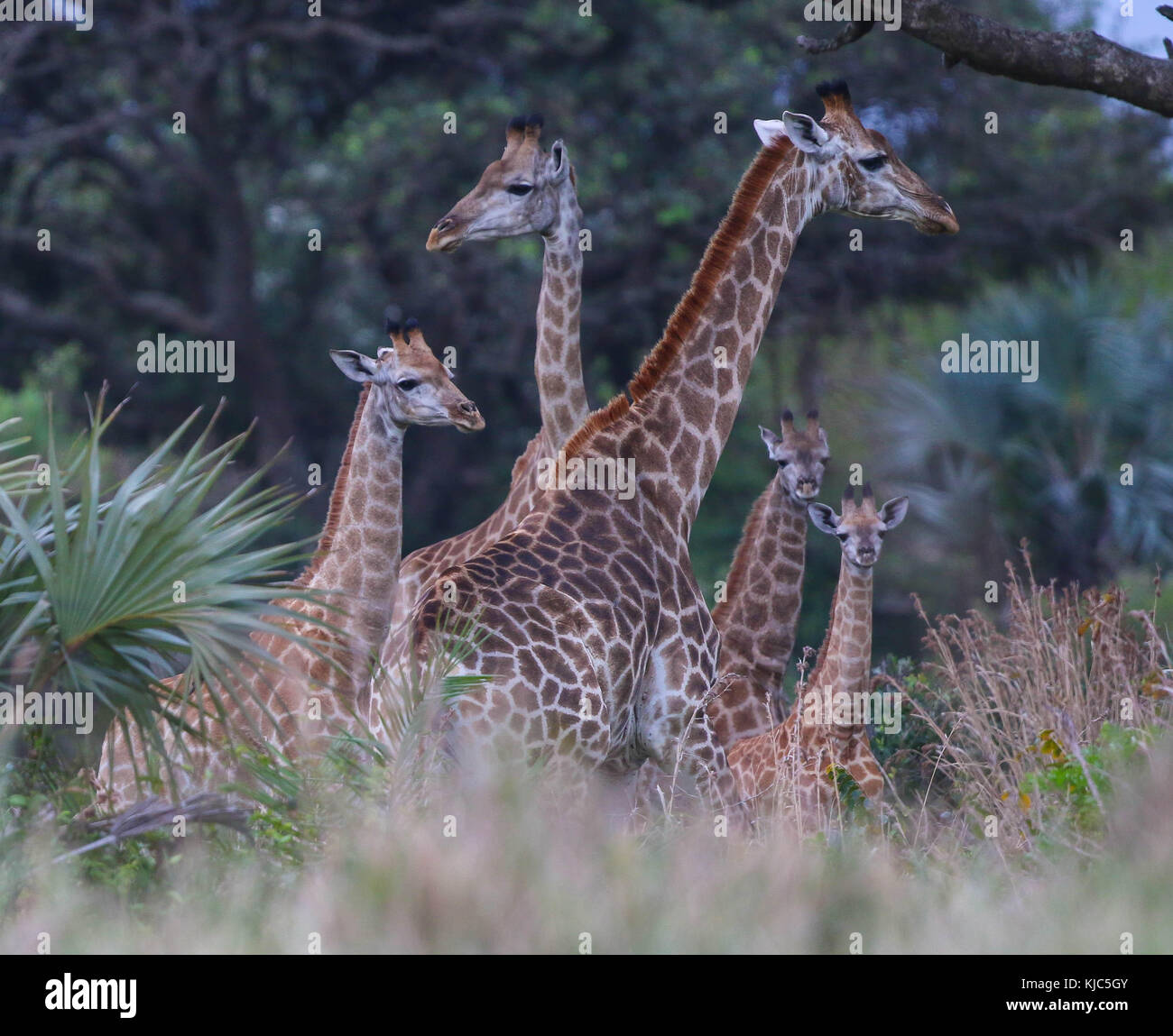 Giraffes at Eshowe, South Africa Stock Photo