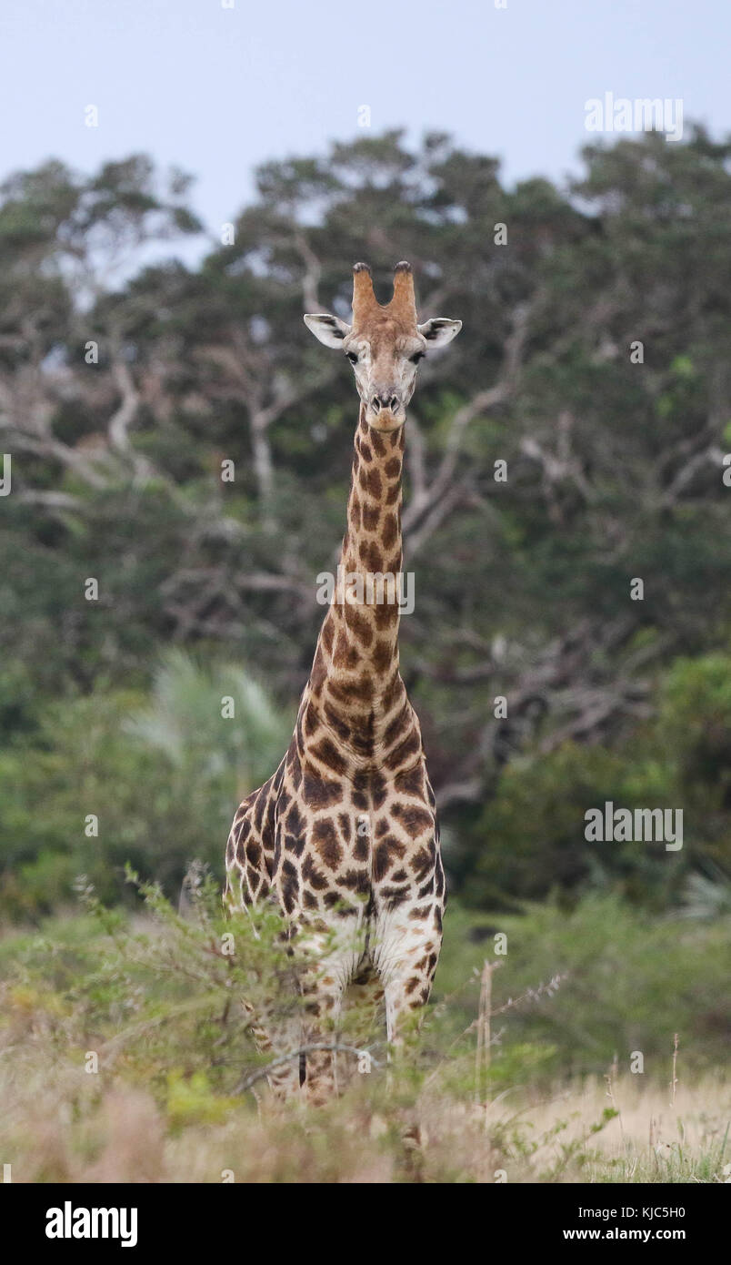 Giraffe at Eshowe, South Africa Stock Photo