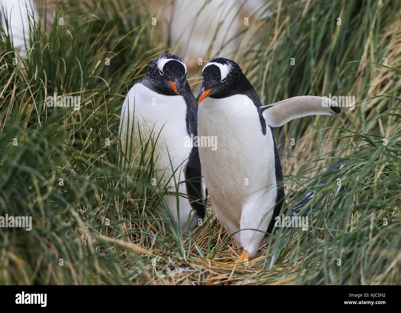 Gentoo Penguins (Pygoscelis papua). Sea Lion Island, Falkland Islands, South Atlantic Stock Photo