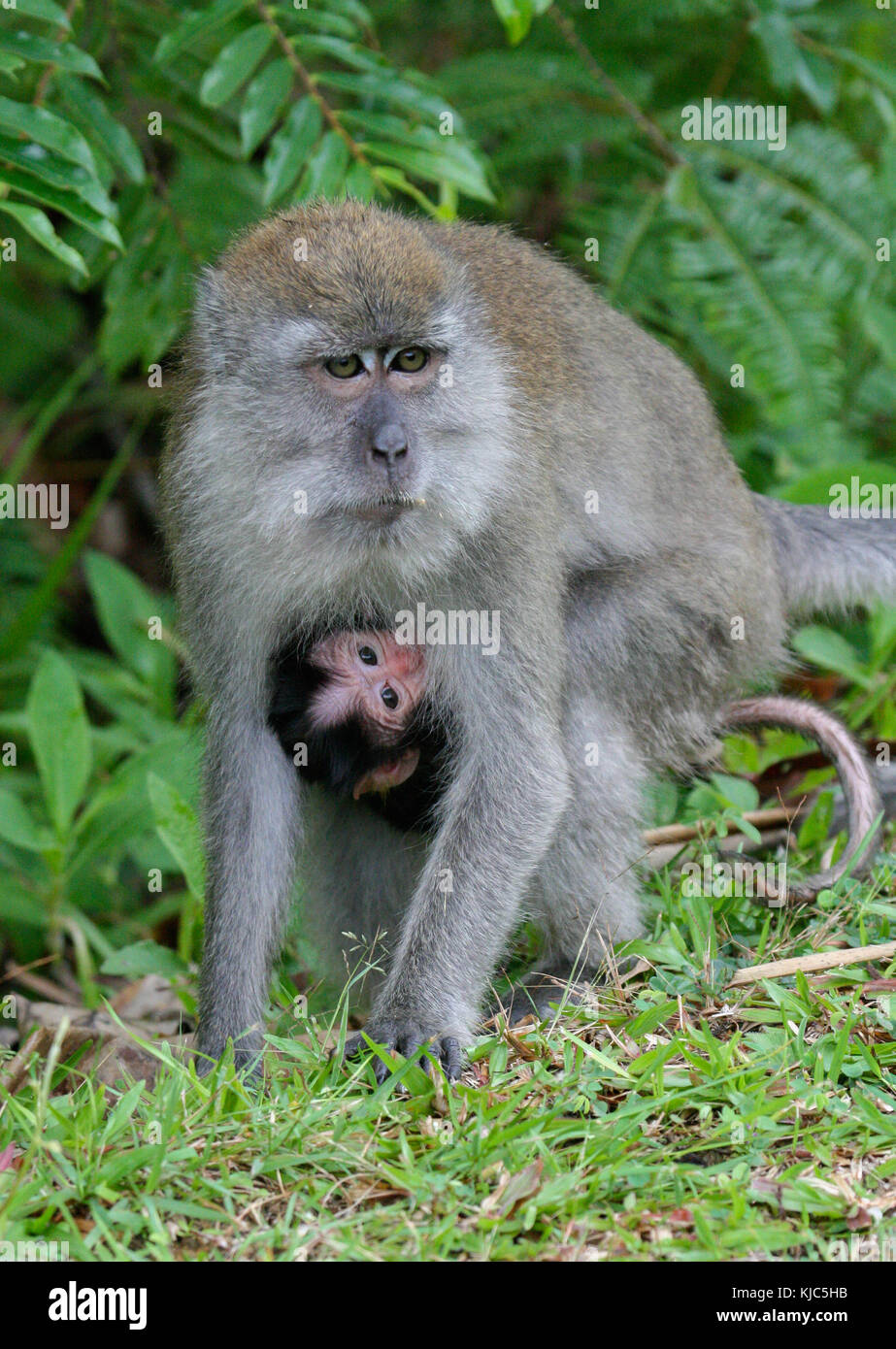 long-tailed macaque (Macaca fascicularis) and young. Fraser's Hill, Malaysia Stock Photo