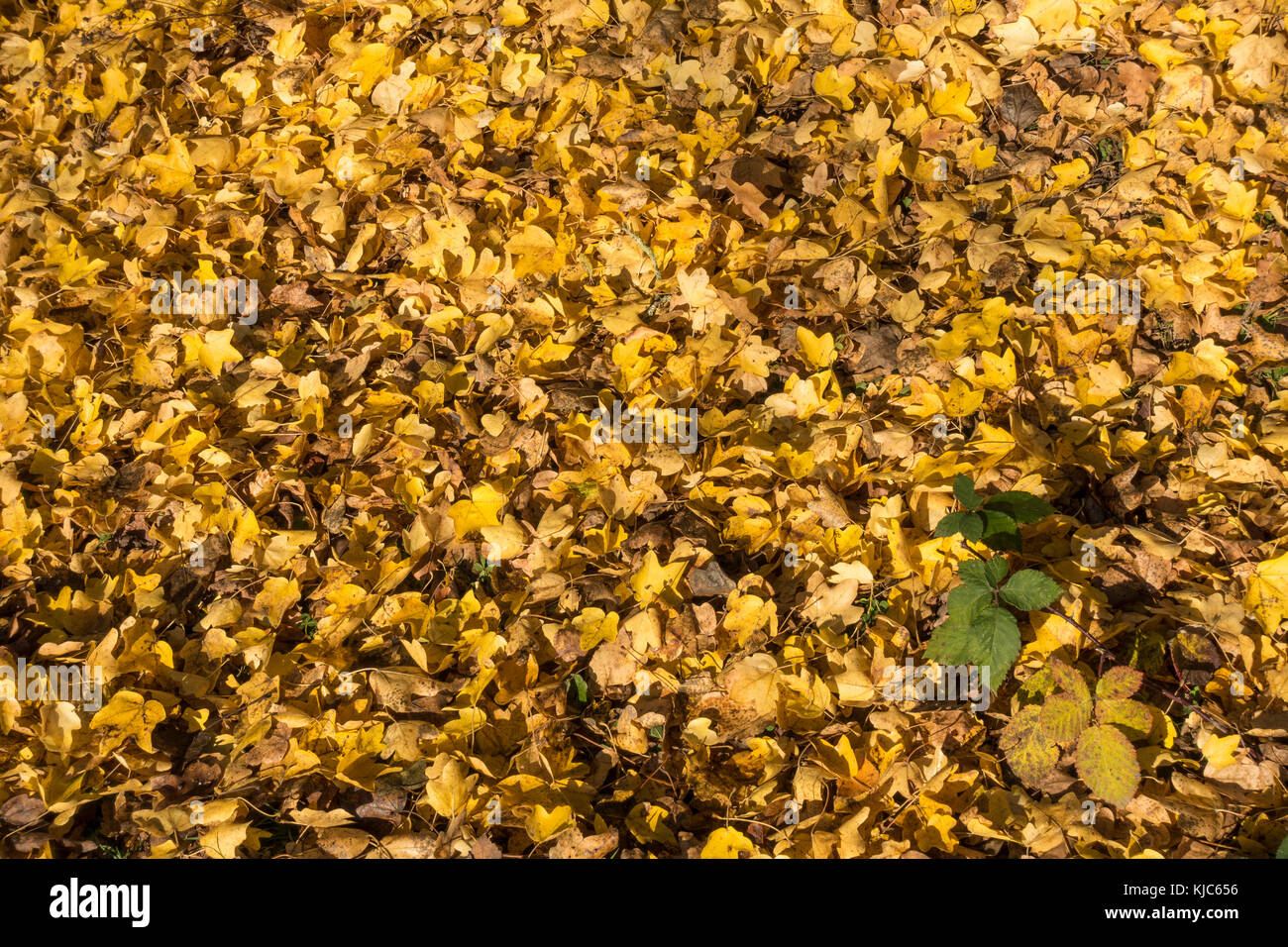 Yellow leaf carpet in autumn with touch of green Stock Photo