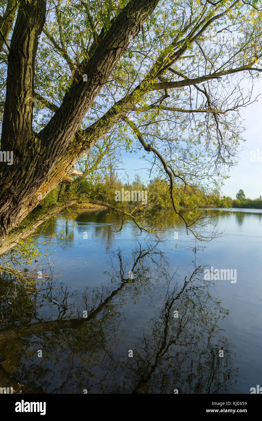 Tree reflecting in water lake hi-res stock photography and images - Alamy