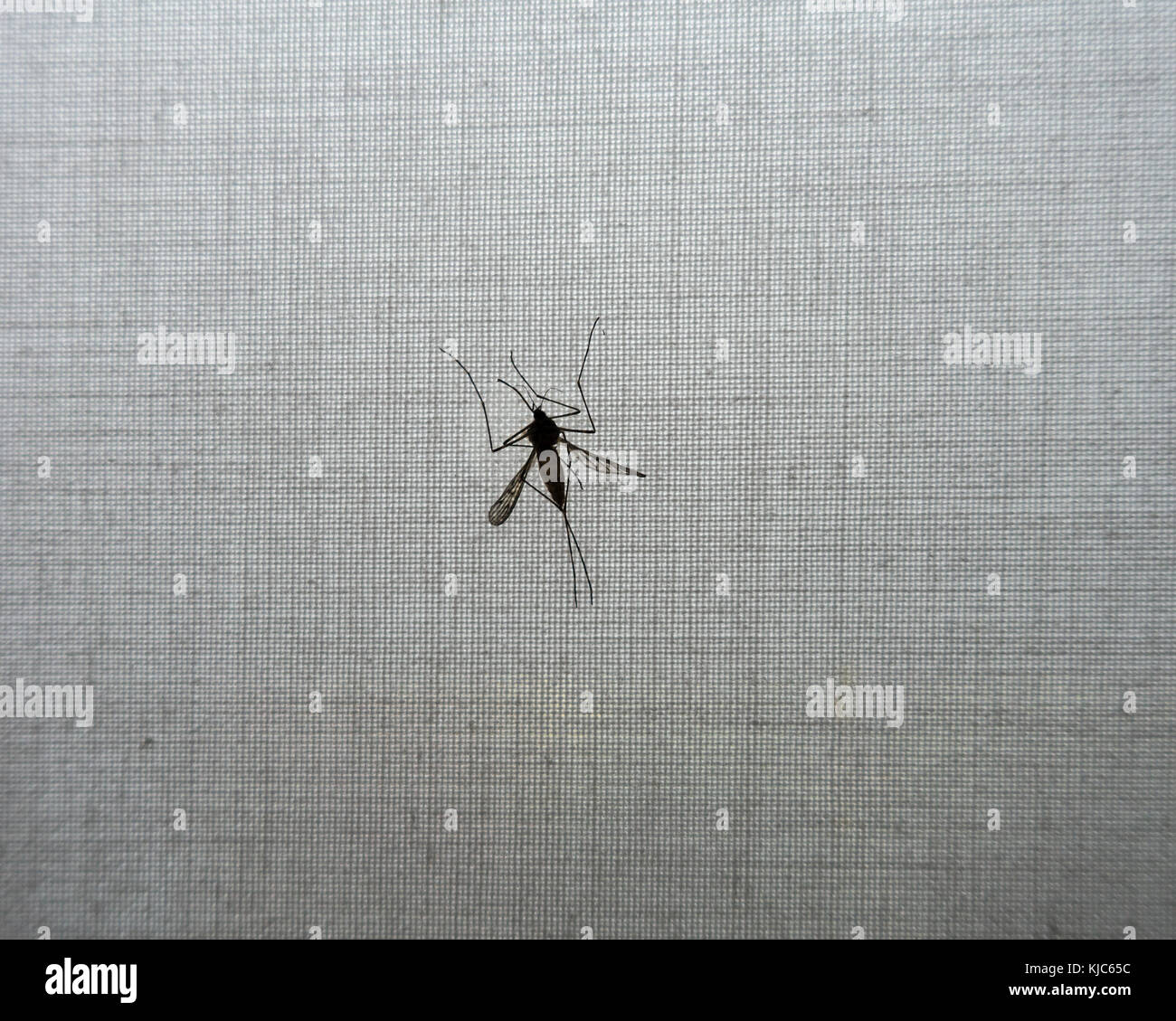 Fly trapped on roller blind Stock Photo