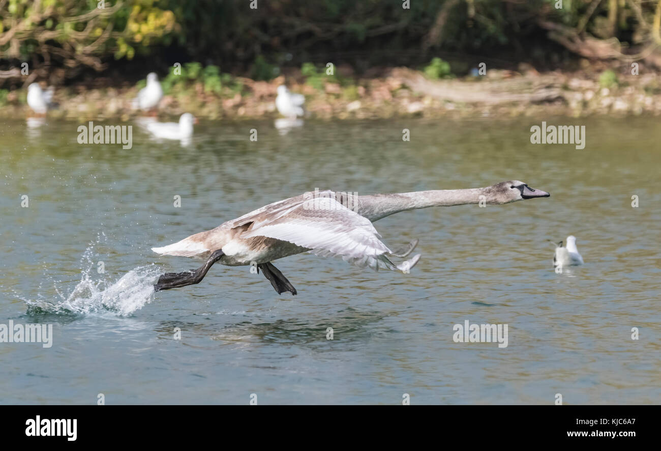 White Mute Swan Cygnet (Cygnus olor) flying over water in Autumn in West Sussex, England, UK. Stock Photo