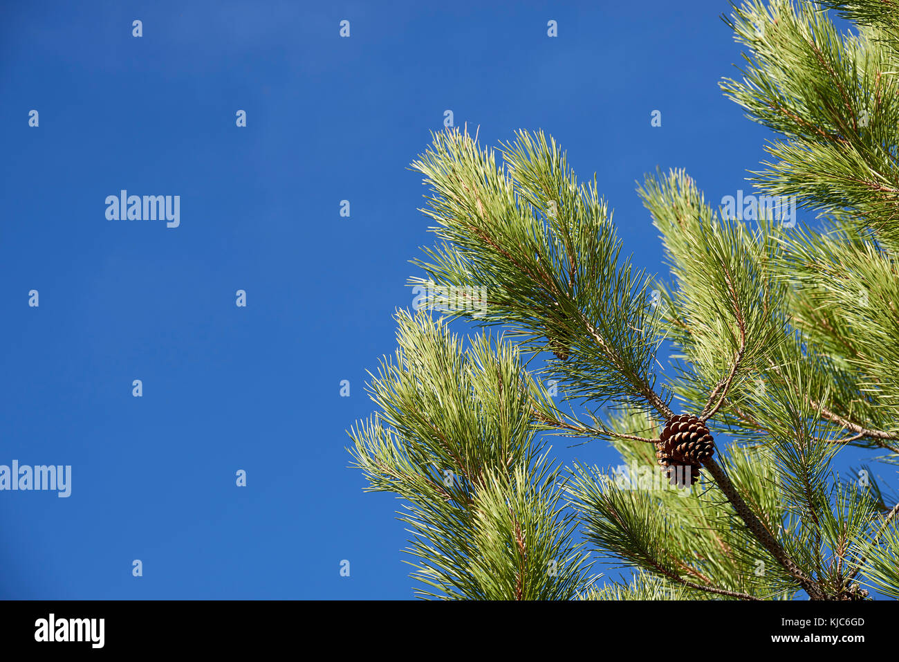 Detail of Pine Tree Stock Photo