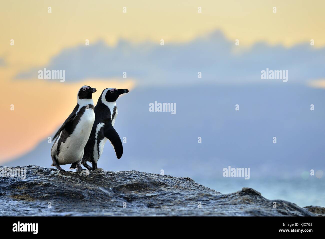 African penguins (spheniscus demersus) The African penguin on the shore in  evening twilight above red sunset sky. Stock Photo