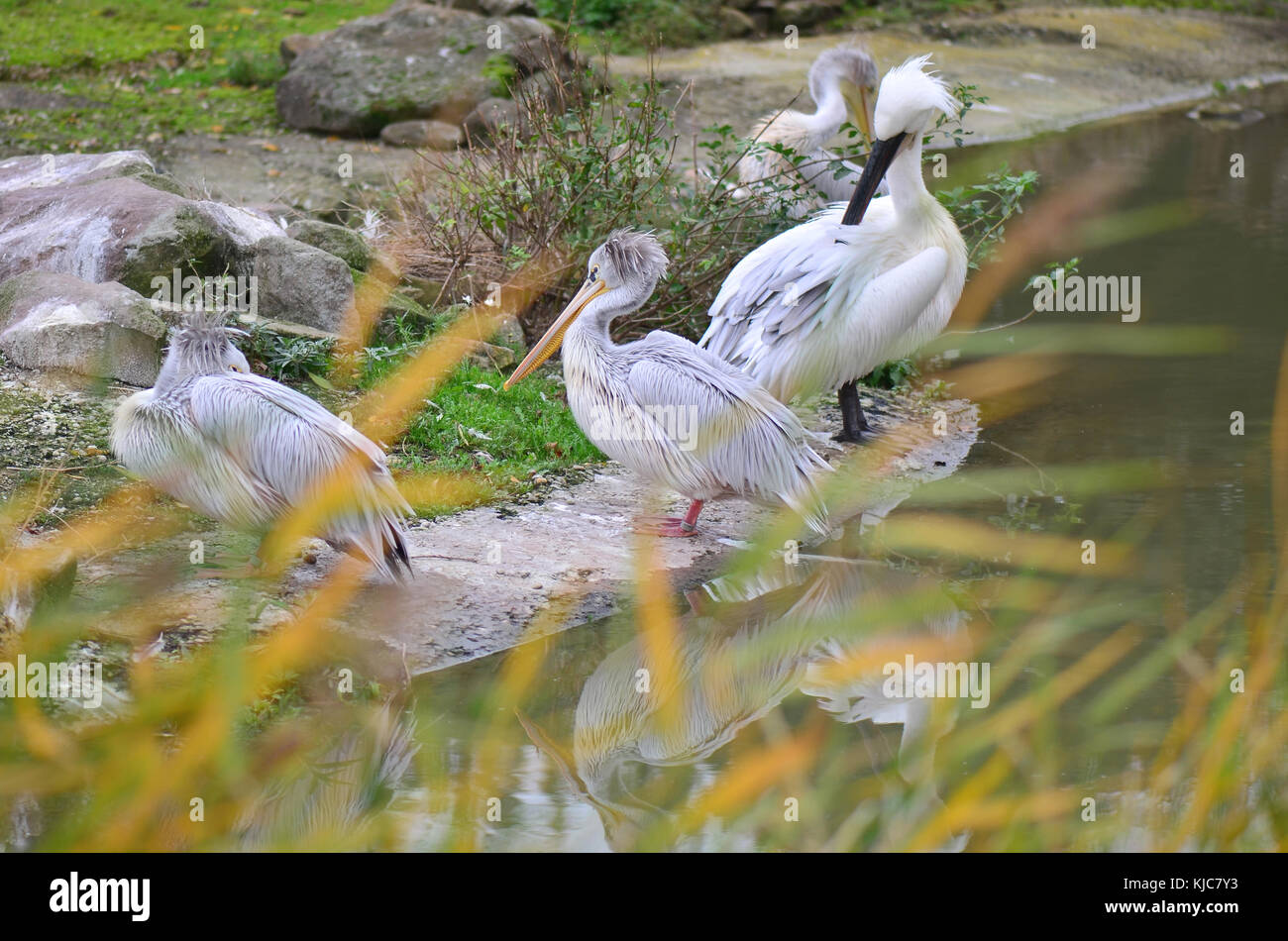 Pink-backed pelicans (Pelecanus rufescens) Stock Photo