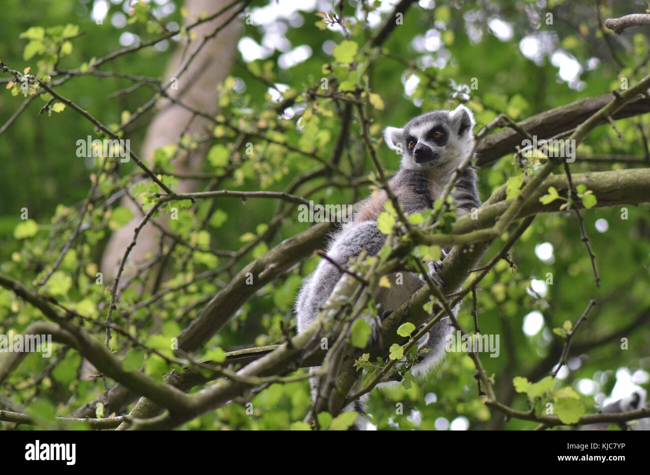 Ring-Tailed Lemur in the forest canopy Stock Photo